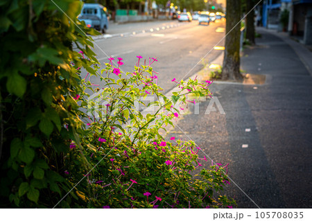 京都太秦の秋、京都丸太町通の路傍に咲く可憐なオシロイバナに秋の夕陽 105708035