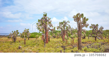 Galapagos Island primeval landscape with Giant opuntia (Opuntia galapageia) on Santa Cruz Island, Galapagos National Park, Ecuador. 105708082