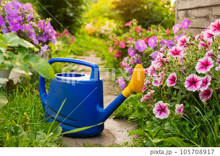Farm worker gardening tools. Blue plastic watering can for irrigation plants placed in garden with flowers on flowerbed and flowerpot on sunny summer day. Gardening hobby agriculture concept Farm worker gardening tools. Blue plastic watering can for irrigation plants placed in garden with flowers on flowerbed and flowerpot on sunny summer day. Gardening hobby agriculture concept 105708917