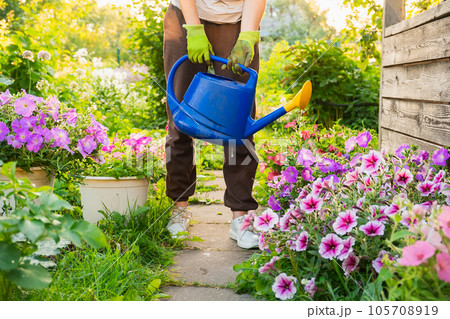 Gardening agriculture concept. Gardener hands holding watering can watering irrigating plant. Unrecognizable woman gardening in garden. Home grown organic food. Local garden produce clean vegetables 105708919
