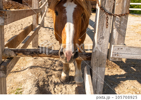 Racecourse concept. Modern animal livestock. Brown horse stallions in stall relaxing in training corral, farm countryside background. Horse in paddock corral outdoor. Horse in natural eco farm Racecourse concept. Modern animal livestock. Brown horse stallions in stall relaxing in training corral, farm countryside background. Horse in paddock corral outdoor. Horse in natural eco farm 105708925