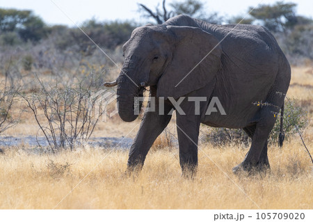 An African Elephant grazing in Etosha An African Elephant grazing in Etosha 105709020