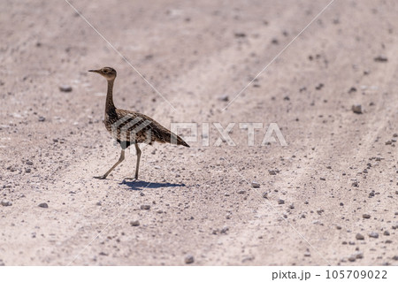 Red-crested Bustard in Etosha Red-crested Bustard in Etosha 105709022