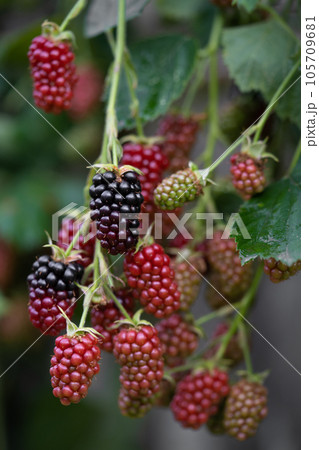 delicious and juicy blackberry fruits on a bush in the garden 105709681