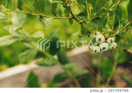 Closeup of green blueberry berries branch, shrub from bush at homemade garden or fruit organic farm field. Showing and presenting future harvest, care about plant. Food plantation, orchard, BIO viands Closeup of green blueberry berries branch, shrub from bush at homemade garden or fruit organic farm field. Showing and presenting future harvest, care about plant. Food plantation, orchard, BIO viands 105709766