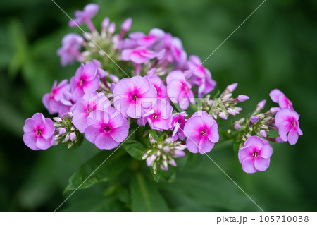 beautiful purple phlox drummond flowers on a bush in the garden beautiful purple phlox drummond flowers on a bush in the garden 105710038