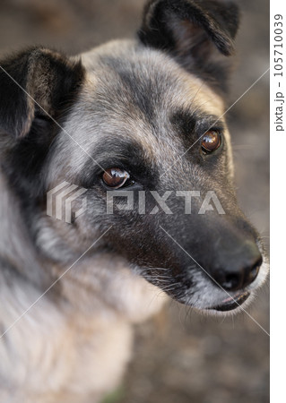 A lonely and sad guard dog on a chain near a dog house outdoors. 105710039