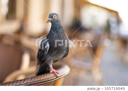 close up of beautiful city pigeon with blurred background 105710040
