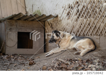 A lonely and sad guard dog on a chain near a dog house outdoors. A lonely and sad guard dog on a chain near a dog house outdoors. 105710042