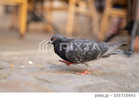 close up of beautiful city pigeon with blurred background 105710043