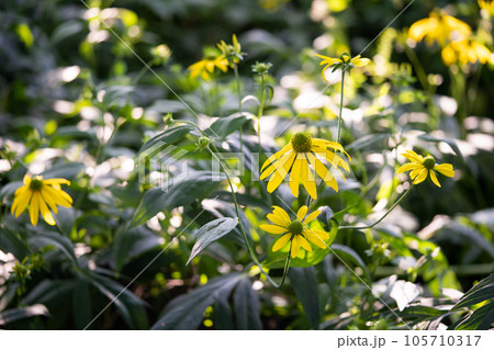 many beautiful yellow flower of Rudbeckia on a blurred artistic background 105710317