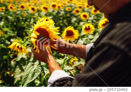 Farmer's hand touches blooming sunflower. Agriculture and harvesting concept. Farmer's hand touches blooming sunflower. Agriculture and harvesting concept. 105710402
