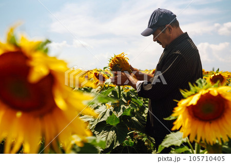 Farmer in the sunflower field. Harvesting, organic farming concept. Farmer in the sunflower field. Harvesting, organic farming concept. 105710405