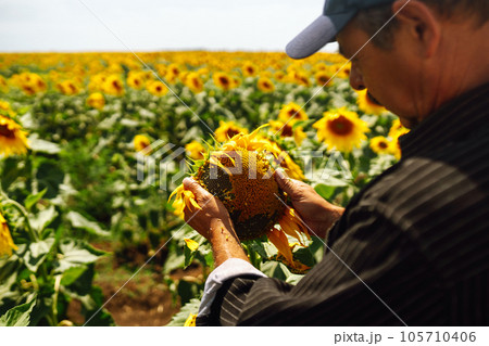 Farmer's hand touches blooming sunflower. Agriculture and harvesting concept. Farmer's hand touches blooming sunflower. Agriculture and harvesting concept. 105710406