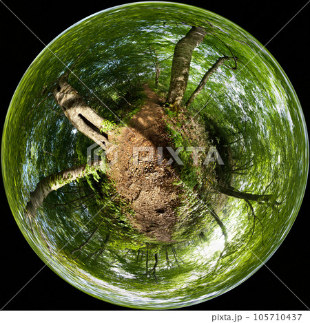 初夏の新緑森の小惑星リトルプラネットの小道歌才ブナ林球面状全周パノラマ写真 105710437
