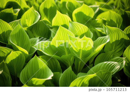 Hosta plant in the garden 105711213