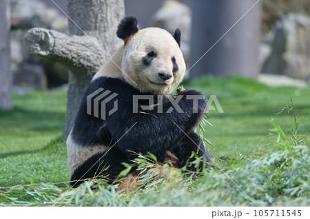 おいしそうに竹を食べる永明 105711545