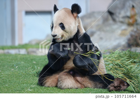 おいしそうに竹を食べる永明 おいしそうに竹を食べる永明 105711664