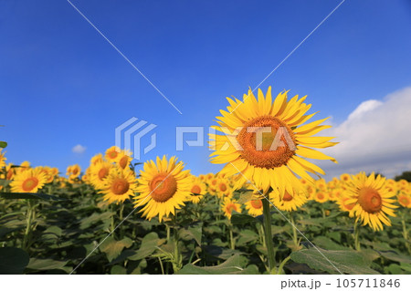 ひまわり4075 ひまわり4075 105711846