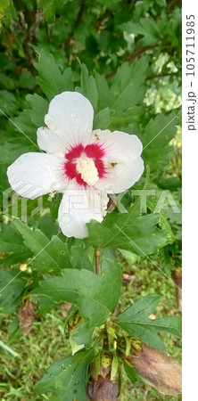 White Flower  105711985