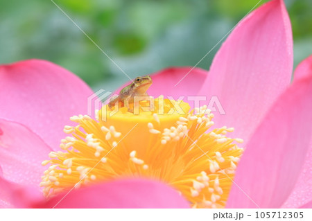 アマガエル3552 105712305