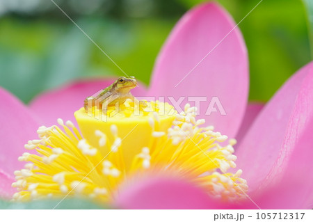 アマガエル3172 105712317