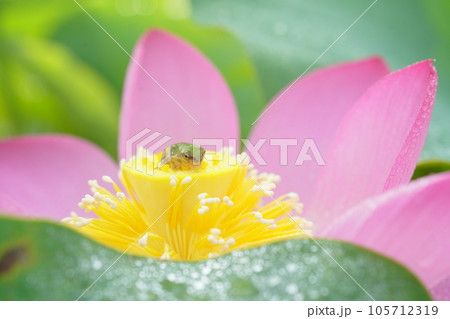 アマガエル3180 105712319