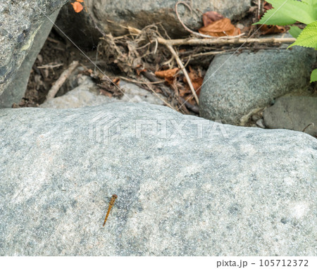 【道志川のトンボ】 105712372