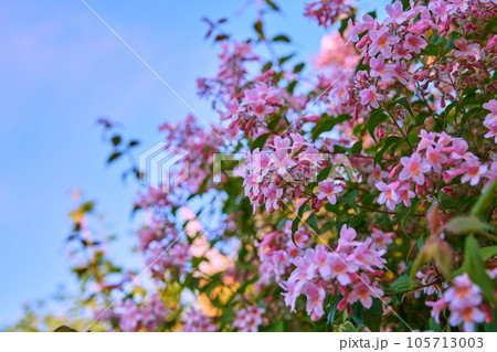 Beautiful, pretty and colorful pink flowers in a garden during spring with a blue sky background and copy space. Landscape view of natural lush flowering plants growing in a park or backyard 105713003