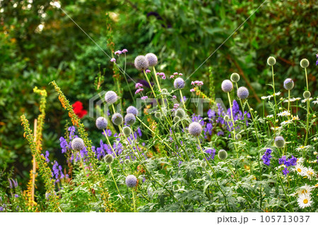 Bright, colorful and pretty flowers, plants and foliage bloom in a garden in spring time. Violet Globe Thistle, Echinops growing in the garden on a sunny summer day. A beautiful backyard in season 105713037