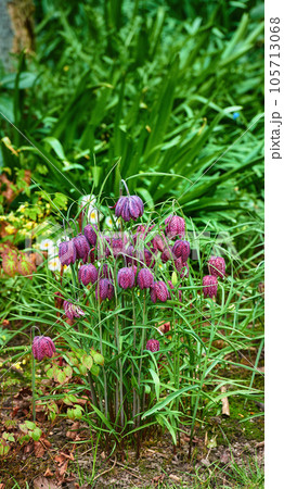 Beautiful, colorful and pretty flowers and plants in a green field or meadow. Checkered Lily or Fritillaria Bulbsis a delightful addition in gardens where it will happily bloom in mid to late spring 105713068