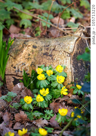 Closeup, beautiful and fresh winter flowers growing in forest, woods or remote countryside meadow. Wild yellow aconite or wolfs bane blooming for traditional medicine, healing and holistic treatment Closeup, beautiful and fresh winter flowers growing in forest, woods or remote countryside meadow. Wild yellow aconite or wolfs bane blooming for traditional medicine, healing and holistic treatment 105713220