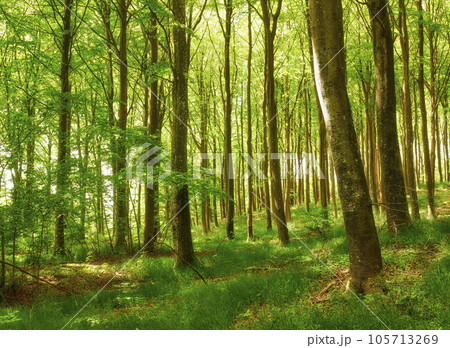 Beautiful, large and green trees in a forest landscape on a summer day outside in nature. Outdoor park view of tall grass and plants. Natural, peaceful and relaxing outdoors with growing plant life Beautiful, large and green trees in a forest landscape on a summer day outside in nature. Outdoor park view of tall grass and plants. Natural, peaceful and relaxing outdoors with growing plant life 105713269