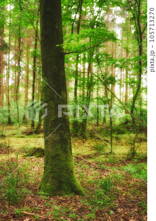 Beautiful, relaxing and lush forest trees with green wild grass and plants in nature during spring. Landscape view of agriculture in the woods. A natural environment with brown leaves on the ground Beautiful, relaxing and lush forest trees with green wild grass and plants in nature during spring. Landscape view of agriculture in the woods. A natural environment with brown leaves on the ground 105713270