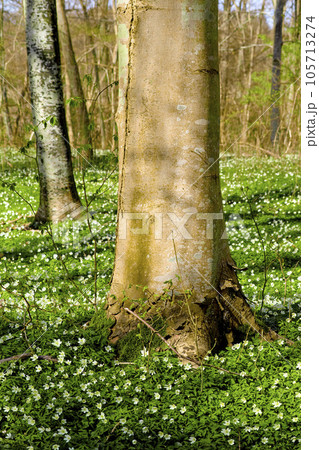 Beautiful, large tree closeup in a natural forest landscape in spring with trees in the background. Outdoors park view of green grass, white flowers, and growing plant life. Relaxing day in nature. 105713274