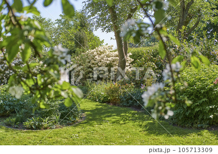 Trees, plants, and flowers in a green garden with cultivated lawn on sunny day outside in summer. Scenic view of white blossoms and rhododendron in vibrant and lush backyard or growing in nature park Trees, plants, and flowers in a green garden with cultivated lawn on sunny day outside in summer. Scenic view of white blossoms and rhododendron in vibrant and lush backyard or growing in nature park 105713309