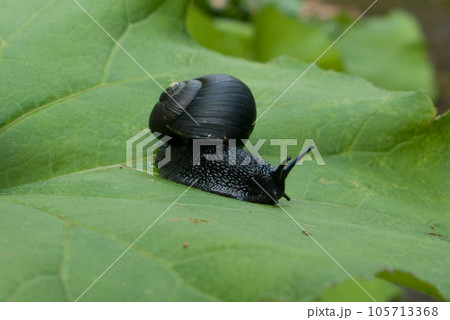 大きな葉の上を這う真っ黒なカタツムリ ブドウマイマイ 北海道島牧村賀