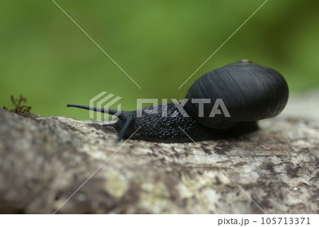 木の上を這う真っ黒なカタツムリ　ブドウマイマイ　北海道島牧村賀老高原にて 105713371