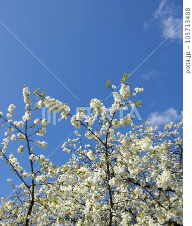 Branches of white japanese cherry blossoms against a blue sky copy space background. Delicate and pure prunus serrulata fruit tree from the rosaceae species blooming in a garden on sunny day outside 105713408