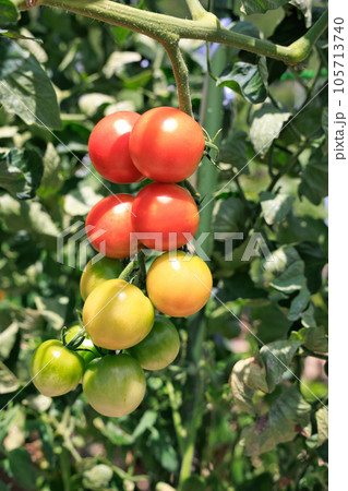 家庭菜園のミニトマト 105713740