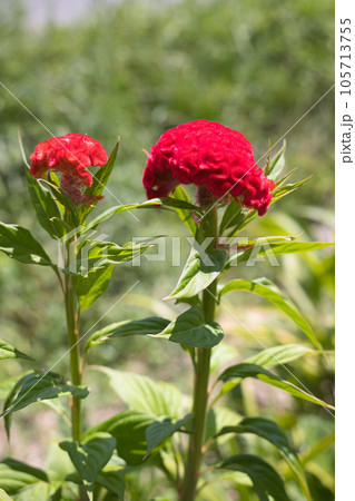 久留米ケイトウ 105713755