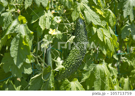 ゴーヤ栽培　家庭菜園 105713759