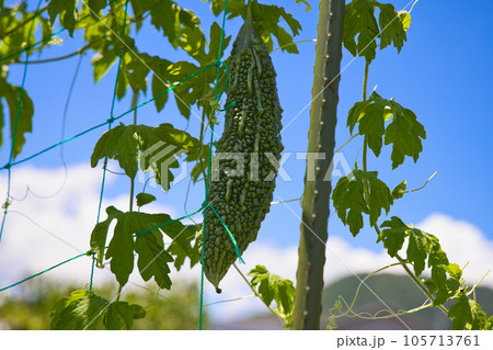 ゴーヤ栽培 家庭菜園 ゴーヤ栽培 家庭菜園 105713761
