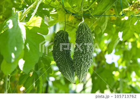 ゴーヤ栽培 家庭菜園 ゴーヤ栽培 家庭菜園 105713762