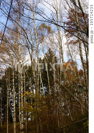 荒神社・白樺 105714233