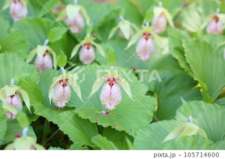 クマガイソウの花　満開 105714600