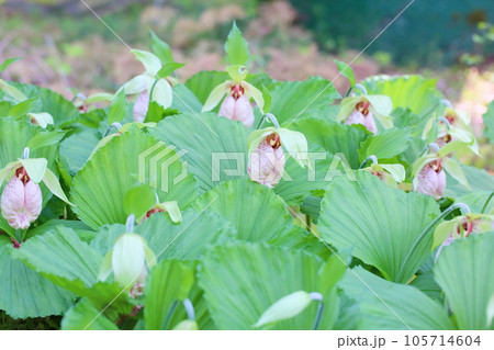 クマガイソウの花 満開 クマガイソウの花 満開 105714604
