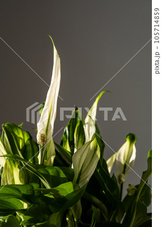 White homemade flowers in a pot close-up. 105714859