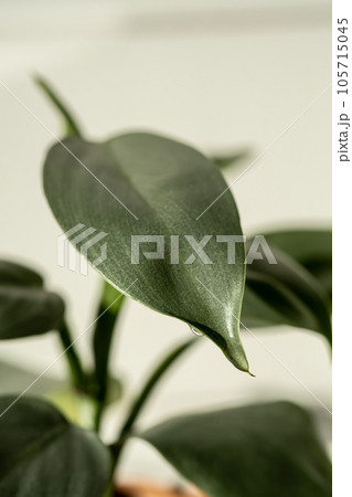 A green leaf of a houseplant in close-up. A green leaf of a houseplant in close-up. 105715045