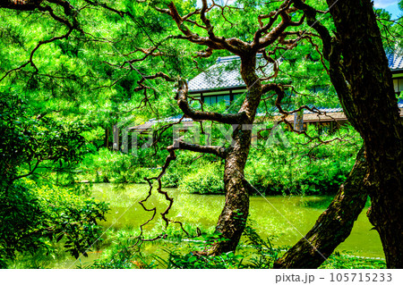 京都、白砂村荘の庭園 105715233